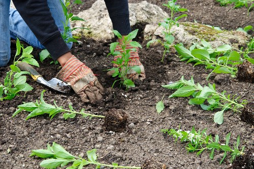 Seasonal lawn care and mowing in Upper Clapton