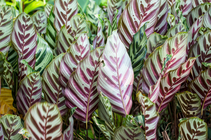 garden design landscape design